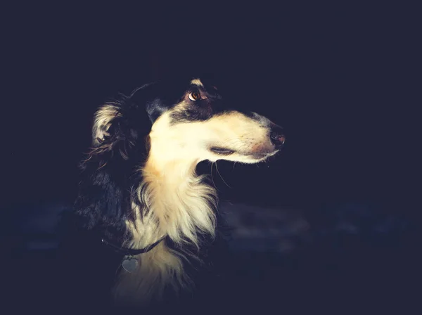 Portret borzoj czarny pies na ciemnym tle — Zdjęcie stockowe