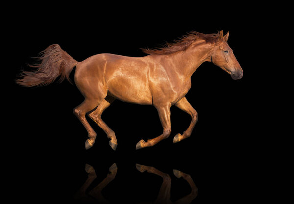 Chestnut horse isolated on black background runs