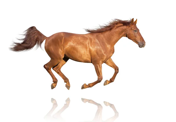 Каштановый конь изолирован на белом фоне — стоковое фото