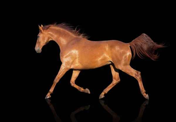 Castanha cavalo corre isolado no fundo preto — Fotografia de Stock