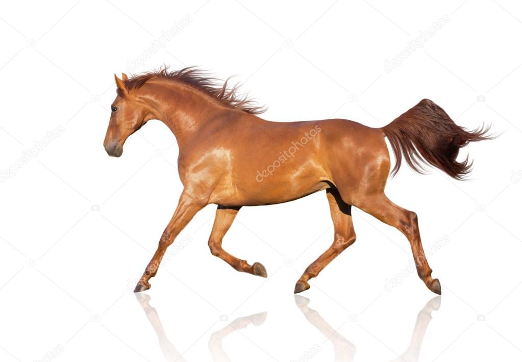 chestnut horse runs isolated on the white background