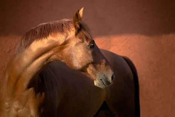 Retrato do cavalo puro-sangue castanho sobre fundo vermelho — Fotografia de Stock