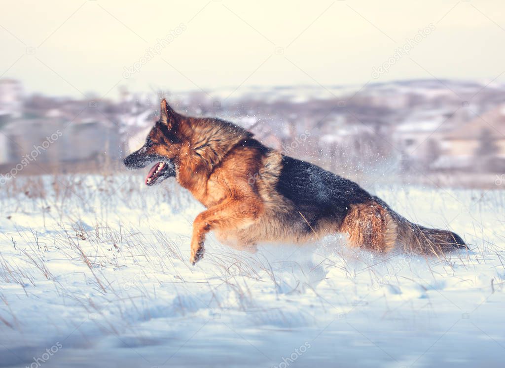 German shepherd jump on the snow