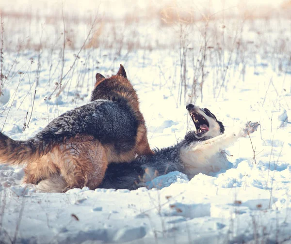 两只狗在雪地上玩 — 图库照片
