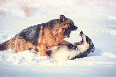 iki köpeği karda oynarken