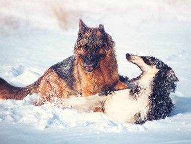 iki köpeği karda oynarken