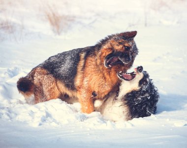 iki köpeği karda oynarken