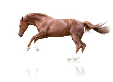 Kırmızı at üzerinde izole beyaz arka plan atlama