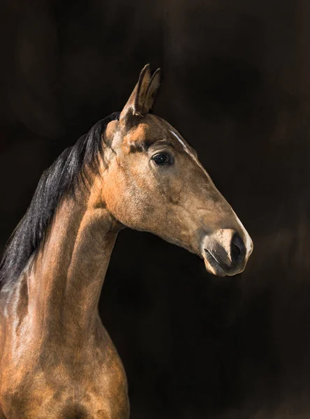 Retrato do cavalo dourado — Fotografia de Stock