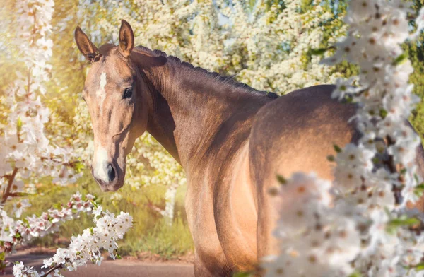 Retrato de cavalo no fundo flor de primavera — Fotografia de Stock