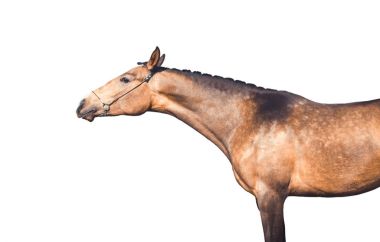 Beyaz arka plan üzerinde izole at portresi