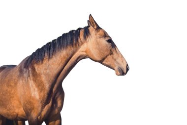 Beyaz arka plan üzerinde izole at portresi