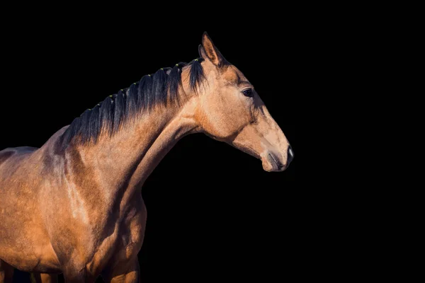 Retrato de cavalo isolado sobre fundo preto — Fotografia de Stock