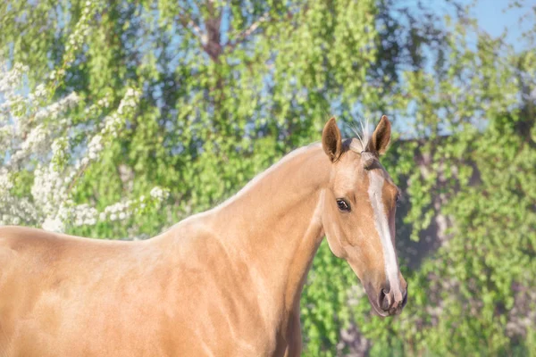 Ritratto di cavallo palomino sullo sfondo del frutteto — Foto Stock