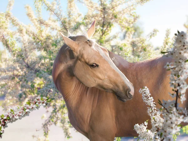 Portrait of palomino horse on the orchard background — Stock Photo, Image
