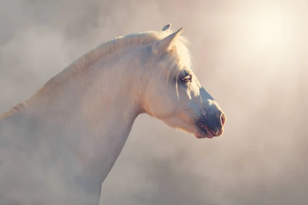 Portrait of white horse isolated on gradient background — Stock Photo, Image