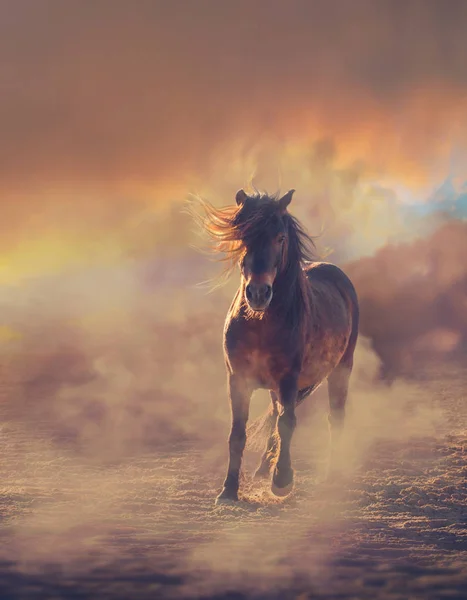 Chestnut pony runs in the dust on sunset clouds — Stock Photo, Image