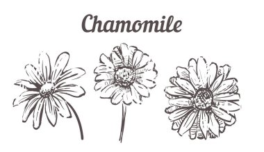 El çizimi papatya çiçeği çizimi. Vektör çizimi izole edildi