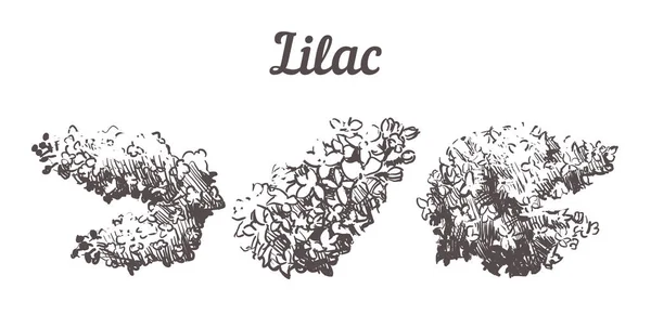 Conjunto desenhado à mão Lilac flores ilustração. Esboço vetorial Lilac —  Vetores de Stock