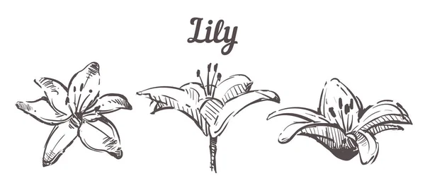 Ręcznie narysowany zestaw Lily kwiaty ilustracji.Wektor szkic Lily izolowane — Wektor stockowy