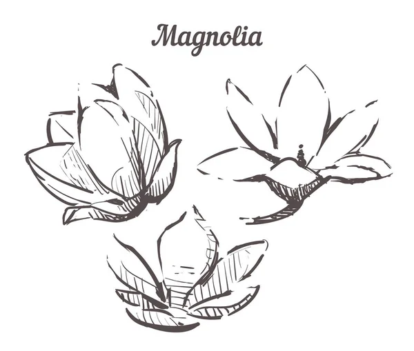 手工绘制的一套木兰花插图.病媒Sketch Magnolia — 图库矢量图片