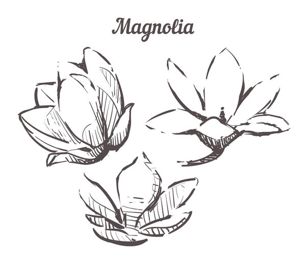 Ручной рисунок набора цветов Магнолии. Векторный эскиз Магнолии
