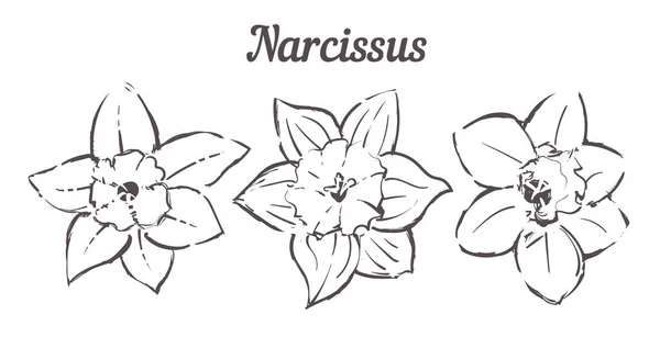 手工绘制的一套Narcissus花卉插图.孤立的向量Sketch Narcissus — 图库矢量图片