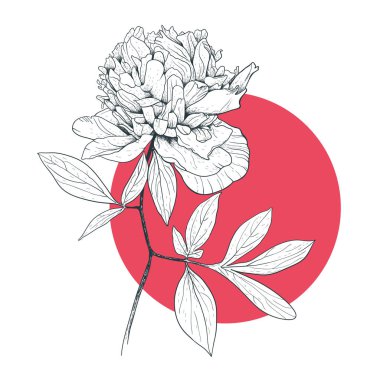 Şakayık kırmızı daire ile