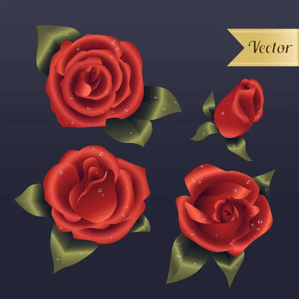 Vector rosas rojas — Vector de stock