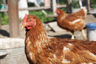 Tavuklar kümes hayvanları bahçesinde