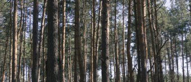 Çam ormanı yatay arka plan 2