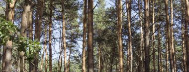 Çam ormanı yatay arka plan