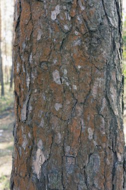 çam ağacı kabuğu