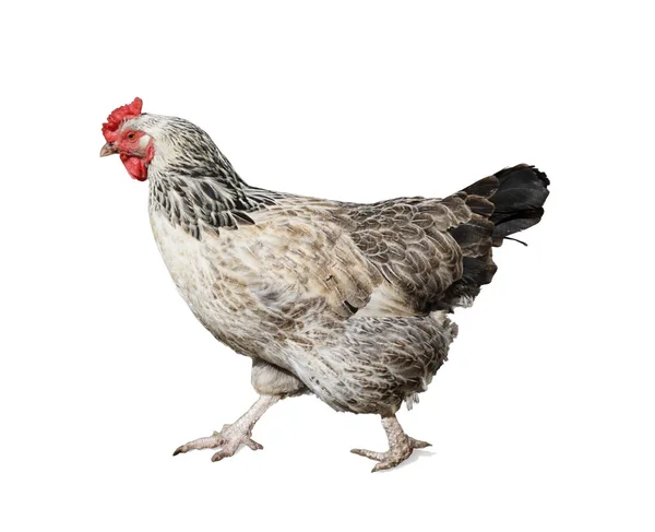 Camminando gallina colorata isolata — Foto Stock