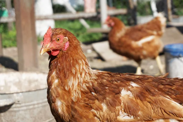 Galinhas em um galinheiro — Fotografia de Stock