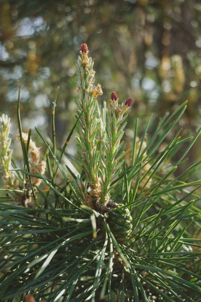 çam kozalakları 2 arka plan