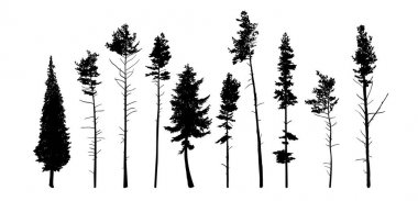 Farklı çam ağaçlarının Vector silhouettes.
