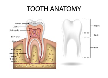 İnsan dişi anatomisi şablonu. Gerçekçi Beyaz Diş Modeli. Diş sağlığı konsepti. Tıbbi afiş veya poster Vektör illüstrasyonu