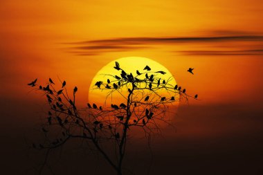 Sabah güzel bir gün doğumu manzarası.