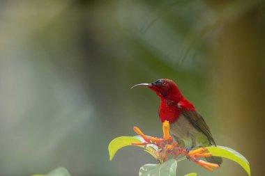 Kızıl Güneş Kuşu (Aethopyga siparaja) kuşu. 