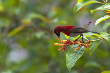 Kızıl Güneş Kuşu (Aethopyga siparaja) kuşu. 
