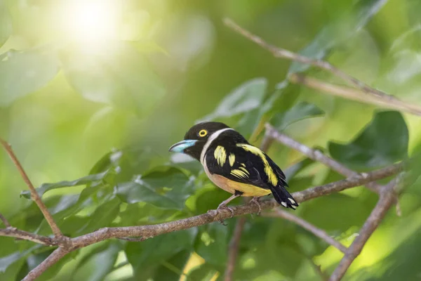 Fekete-sárga Broadbill. — Stock Fotó