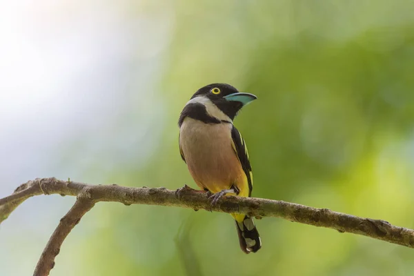 Fekete-sárga Broadbill. — Stock Fotó