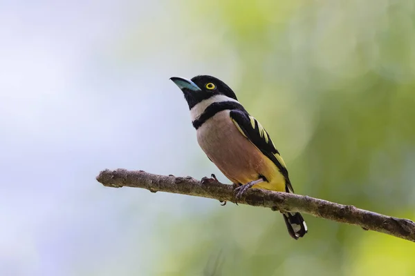 Fekete-sárga Broadbill. — Stock Fotó