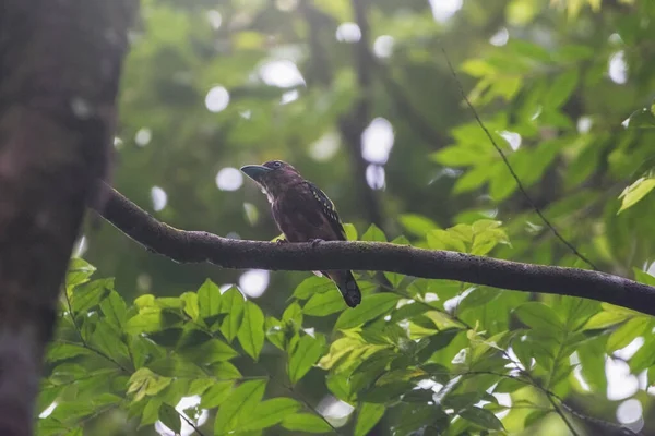 Fekete-sárga Broadbill. — Stock Fotó