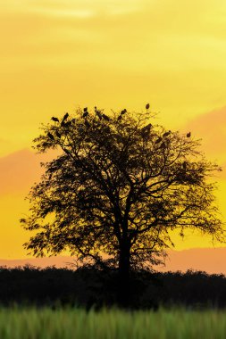 Sabah güzel bir gün doğumu manzarası.