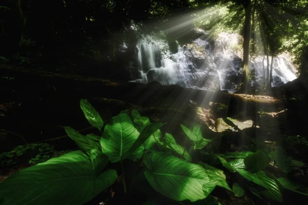 Hermosa cascada de selva tropical . Imágenes De Stock Sin Royalties Gratis