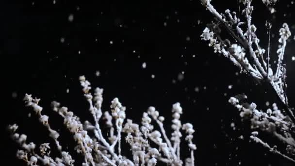 Větev křoví v nočním sněžení. Černé pozadí a světelná kamera pohybu — Stock video