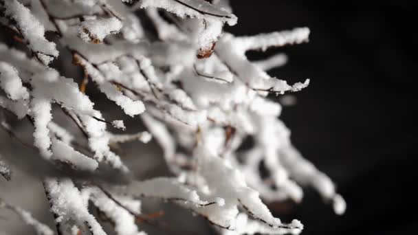 A branch of the shrub in the night snowfall. Black background and light motion camera — Stock Video
