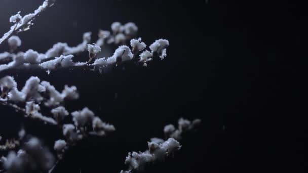 A bokor egyik ága az éjszakai hóesésben. Fekete háttér és fény mozgó kamera — Stock videók